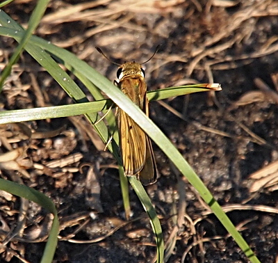 [A blade of grass cuts across this top-down view of the butterfly's body, but its head is completely visible with large dark eyes covering much of the side and two antenna projecting from its head as if it is the lower half of a circle. The ends of the antenna are thicker and darker than the rest.]